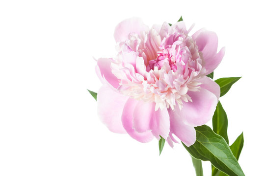 Beautiful soft pink peony flower. Floral design, screen wallpaper