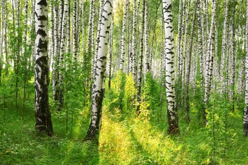 Foto op Plexiglas summer in sunny birch forest © janbussan