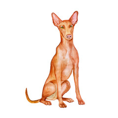 Watercolor portrait of Maltese Pharaoh Hound dog isolated on white background. Hand drawn detailed sweet home pet. Bright colors, realistic look. Greeting card design. Clip art. Add your text - 133333869