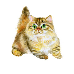Watercolor portrait of Minuet or napoleon cute kitten isolated on white background. Hand drawn detailed sweet home pet. Bright colors, realistic look. Greeting card design. Clip art. Add your text - 133333889