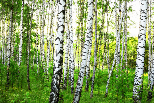 Fototapeta summer in sunny birch forest