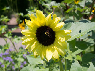 Sunflower with a Bee © bucknut4pic