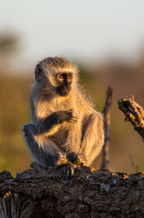 Anxious Vervet Monkey Portrait