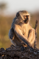 Surprised Vervet Monkey Portrait