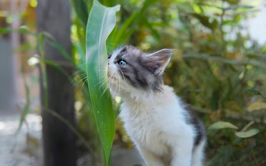 Portrait photo of cute white and black cat, standing and sniffing a leaf