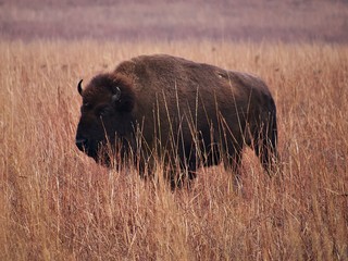 Prairie Bison