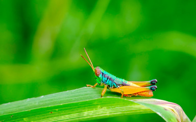 Blue grasshoper perching on leaf and see at the camera with its big facet eyes