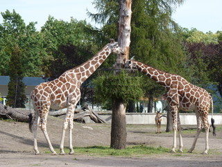Two giraffes eating leaves.
