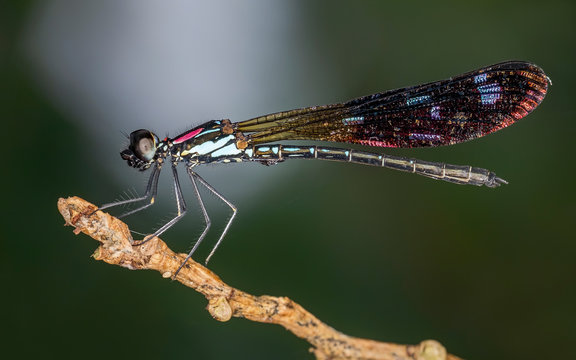Sharp sideview images of colorful damselfly perching on stick