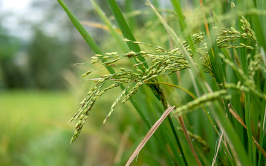 Close up view rice plant / Oryza sativa in a paddy field or rice field