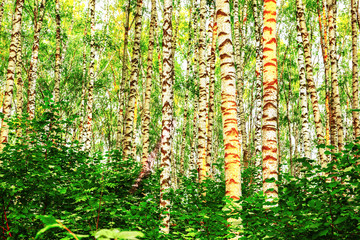 Naklejka premium summer in sunny birch forest