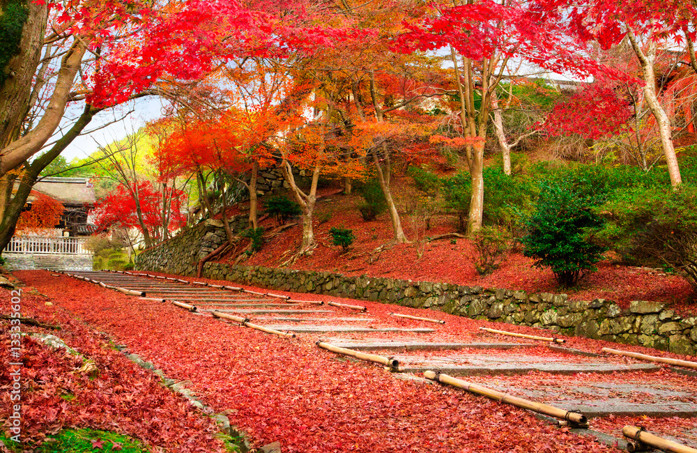 Wall mural Japan Kyoto autumn image. Red leaves foliage on the entrance passage to Bishamon-do. 