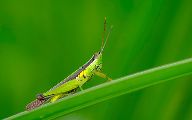 Green grasshoper perching on leaf and see at the camera with its big facet eyes