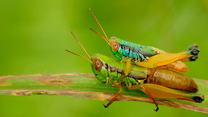 Two grasshoper, male and female mating in top of grass
