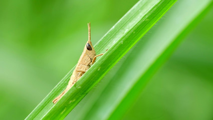 Brown grasshoper sitting and perching on leaf