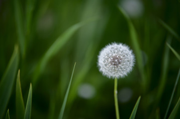 Obraz na płótnie Canvas dandelion in a green grass
