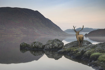 Stunning powerful red deer stag looks out across lake towards mo