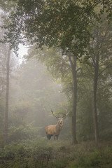 Obrazy  Piękny obraz jelenia jelenia w mglistym jesiennym kolorowym lesie