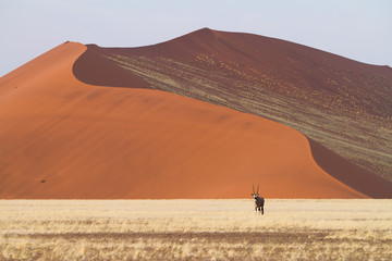 Dune Sossusvlei Namibie Oryx
