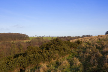 Fototapeta premium gorse and dry grasses