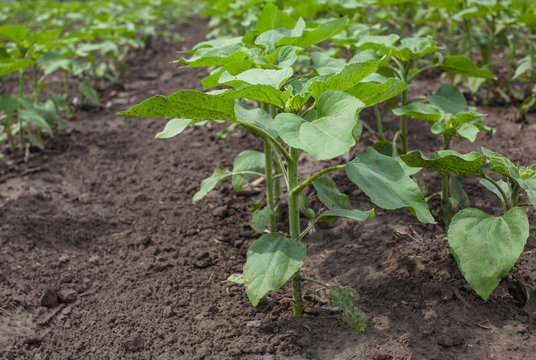 Large field of young green not blooming sunflower growing in a farm. Growing rural economic crops.