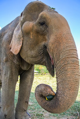 Closeup of an Asian elephant eating pumpkin at a wildlife reserve near Chiang Mai, Thailand