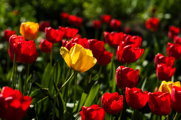 Flower tulips background. Beautiful view of red, orange and yellow tulips in the garden.	