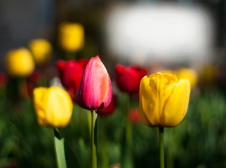 Flower tulips background. Beautiful view of red, orange and yellow tulips in the garden.	