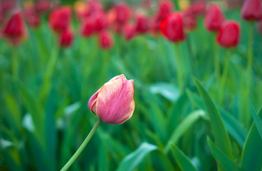 Flower tulips background. Beautiful view of red, orange and yellow tulips in the garden.	