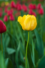 Flower tulips background. Beautiful view of red, orange and yellow tulips in the garden.	
