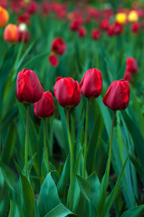 Flower tulips background. Beautiful view of red, orange and yellow tulips in the garden.	