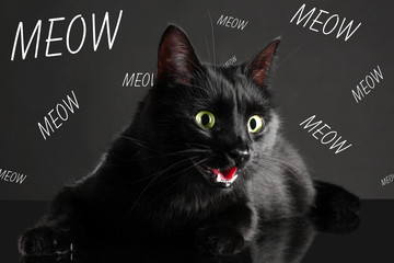 Cute cat and word MEOW on dark background