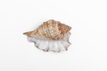 The shell of a type of sea snail called a murex
