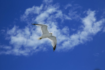 Obraz premium seagull flying with blue sky and beautiful clouds