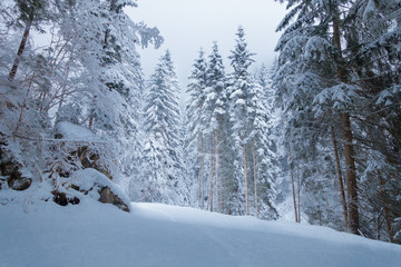 Fototapeta na wymiar Lichtschein im Winterwald