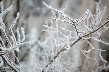 Winter branches of trees in hoarfrost 
