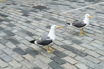 Seagulls on city road