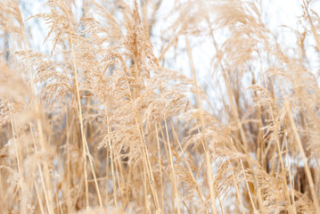 Golden Phragmites next to the River