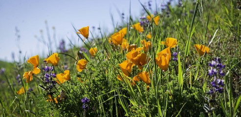 California Poppies on a hill