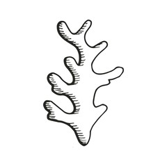 Marine algae drawing. vector