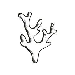 Marine algae drawing