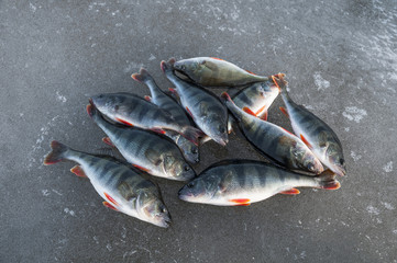 Perch on ice