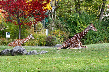 Naklejka premium Giraffe - Giraffa camelopardalis