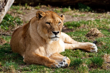 Plakat Löwe - Panthera leo