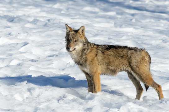 Fototapeta Young italian wolf (canis lupus italicus) in wildlife centre "Uomini e lupi" of Entracque, Maritime Alps Park (Piedmont, Italy)