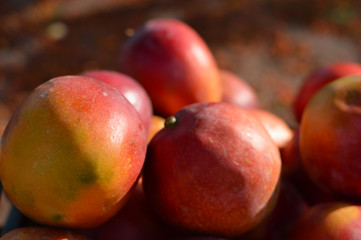 Mango sold on the main square of the little colonial town of Copan Ruinas in Honduras