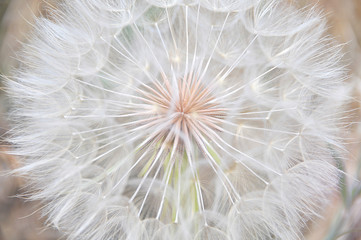 Dandelion In Full Bloom