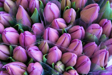 Fototapeta premium A Bouquet of Tulips