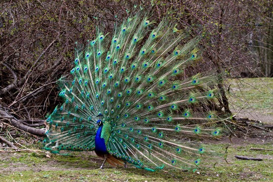Blauer Pfau - Pavo cristatus