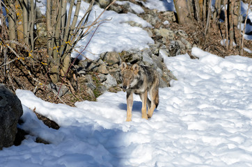 Young italian wolf (canis lupus italicus) in wildlife centre 